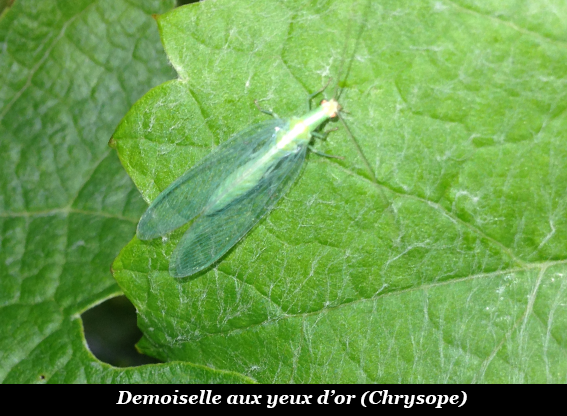 Chrysope