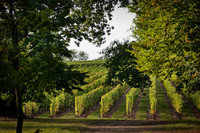 image vignoble Barbe Blanche