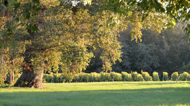 image vignes environnement Cruzeau