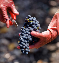 cueillette raisin Château La Louvière