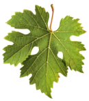 feuille vigne