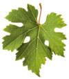 feuille vigne