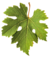feuille vigne