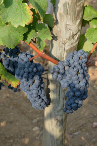 grappe raisin rouge La Louvière