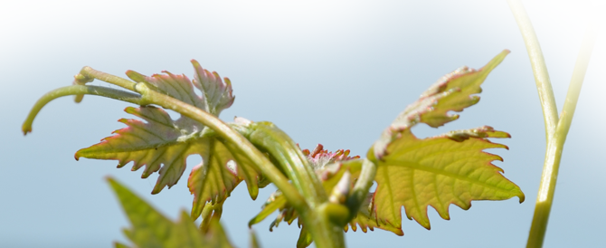 vigne A.O.C. Bordeaux Supérieur