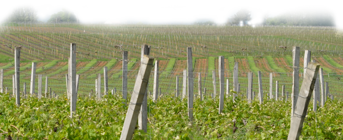 vignes AOC Bordeaux