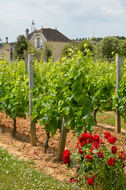 Vignes Château Bonnet