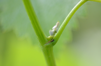 bourgeon vigne
