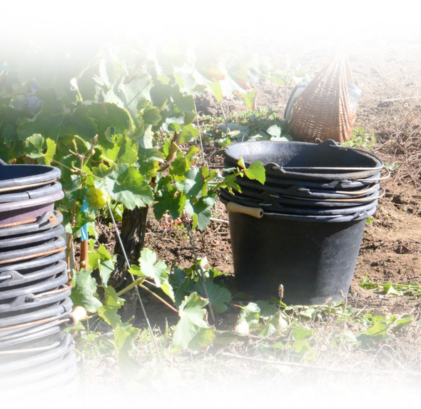 paniers de  vendanges 