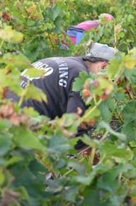Vendanges 2013 Château de Cruzeau