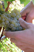 Vendanges 2013 Couhins-Lurton