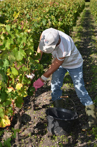 Vendanges 2013 Rochemorin
