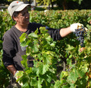 Vendanges château Bonnet 1