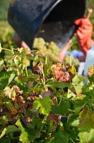 Vendanges Château Bonnet 2