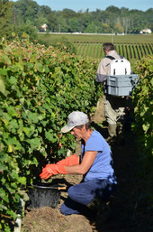 vendanges La Louvière 2013