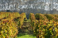 Château La Louvière 1