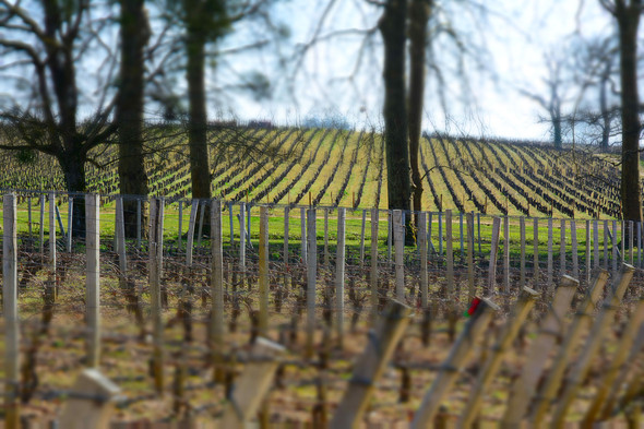 Château La Louvière 3