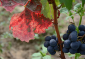 Vendanges 2
