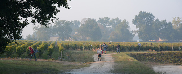 Vendanges 3