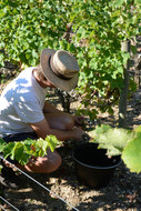 Vendanges Château Couhins-Lurton