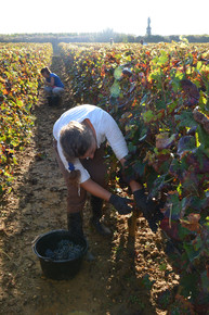 Vendanges4