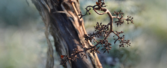 vignes hiver