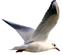 mouette