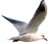 mouette