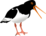 oiseau de mer