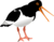 oiseau de mer