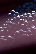 raisins noirs