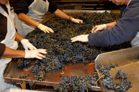 tri vendanges