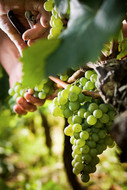 vendanges blancs