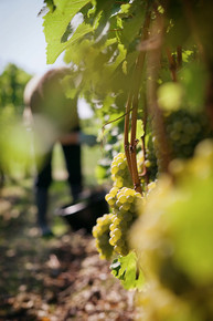 vendange raisins La Louvière