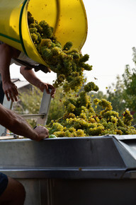 vendanges la Louvière blancs 2012