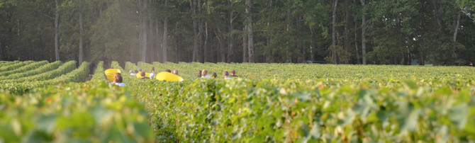 vendanges blancs château la Louvière