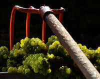 vendanges blancs