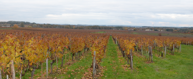 vignoble AOC Lussac-Saint-Emilion