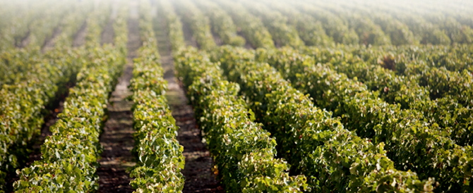 vignoble AOC Margaux
