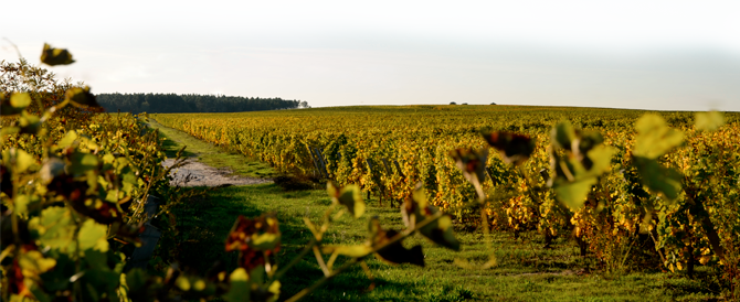 vignoble AOC Pessac-Léognan